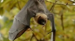 Prehrana hlapnih miši v naravi in domu