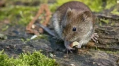 Hrane miši v prostoživečih živalih in doma