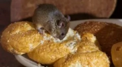 Prehrana miši v hiši in imajo radi sir