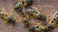 Nutricijska os in osin honey