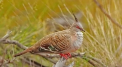 Petty. Družina ptic