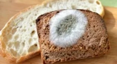 Kalupne gobe na kruh in vzroke njihovega videza