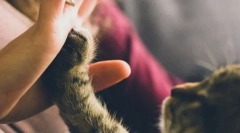 Vsebnost profesionalca in mačke