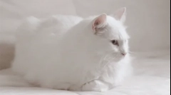 Zakaj bele mačke gluhe?