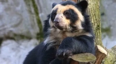 Zakaj beli medvedi ne živijo na antarktiki, ampak pingvini - na arktiki