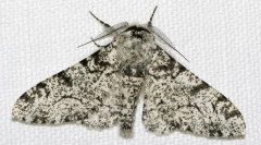 Zakaj imajo breze pajki različne barve?