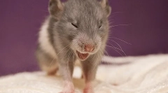 Zakaj sneezes rat: vzroki, simptomi in zdravljenje, kaj storiti