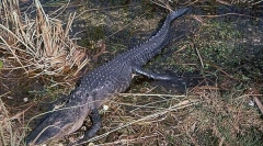 Zakaj so bile dinozavri glavna bitja na našem planetu?