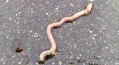 Zakaj se racionalne črte izstopijo iz tal?