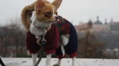 Zakaj chihuahua tresenje in kaj lahko storite