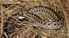 Zakaj se vijuku imenuje vijolična