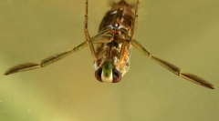 Zakaj mali domaci plavajo noge?