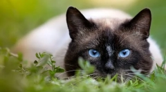 Zakaj pravijo, da ima mačka 9 življenj?