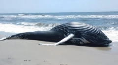 Zakaj se kiti vrnejo na kopno?