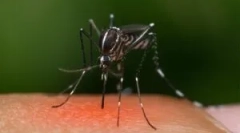 Zakaj komarica ne ugriznejo vse?