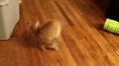 Zakaj mačka teče za repom?