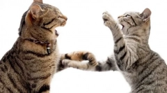 Zakaj mačka hiti na mačko?