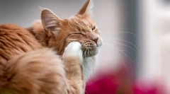 Zakaj mačka praska uho in strelja glavo?