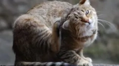 Zakaj se mačka potegne, če ni bolha?