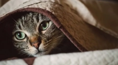 Zakaj se mačka trese?