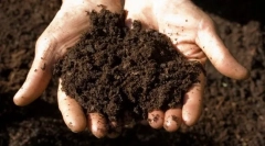 Zakaj mačka poje zemljišče