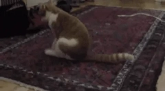 Zakaj mačja vožnja