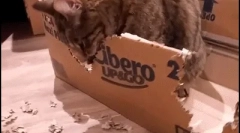 Zakaj cat nibels cardboard box?