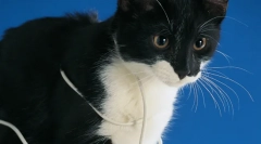 Zakaj cat gnawing žice