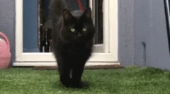 Zakaj mačka hodi zame?