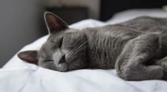 Zakaj mačka smrčanja?