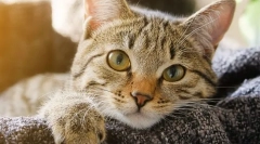Zakaj mačka izgublja težo?