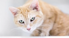 Zakaj mačka kašlja in pomika?