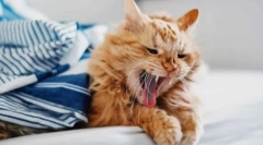 Zakaj mačka kašelj?