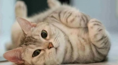 Zakaj se mačka vozi na tleh?