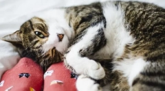 Zakaj mačka ugrizne za noge