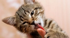 Zakaj mačka liže roke?