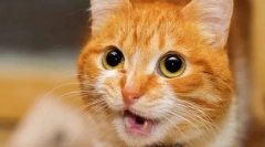 Zakaj mačka in dviguje rit?