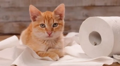 Zakaj mačka, ko gre na stranišče?