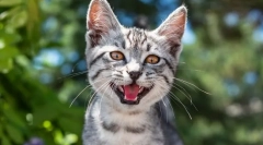 Zakaj mačka mewukiet?