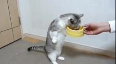 Zakaj mačka veliko poje?