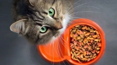 Zakaj mačka ne jede?