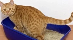 Zakaj mačka ne gre na pladenj?