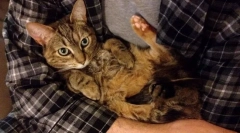 Zakaj mačka ne mara, ko se držijo roke?