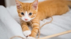 Zakaj mačka ne raste?