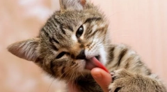 Zakaj mačka liže lastnika?