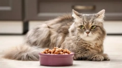 Zakaj mačka zavrne hrano?
