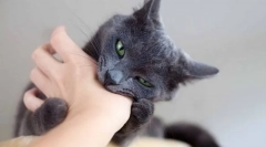 Zakaj mačka nenehno grize in kako se od njega