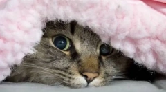 Zakaj mačka skriva pod odejo?