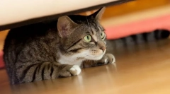 Zakaj se mačka skriva v temnih mestih?