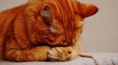 Zakaj mačji mehurček?